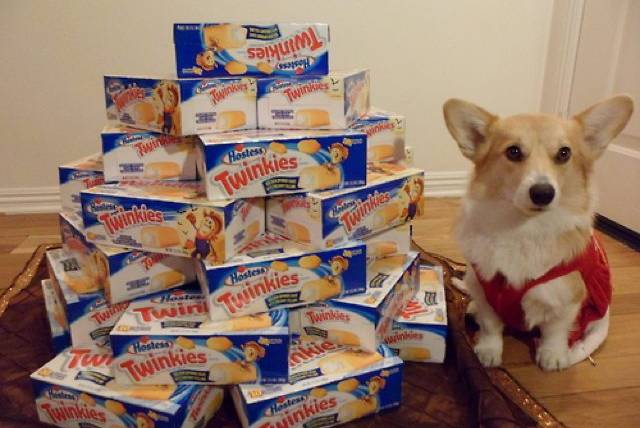 Trinket loves Twinkies, but he probably doesn't need to keep stocking up now.